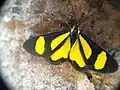 Cyllopoda bipuncta, Paraguay