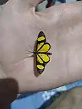 Cyllopoda nigrivena, Brasil