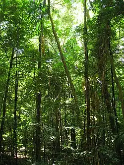Image 39The Daintree Rainforest (from Tree)
