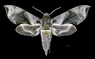 Female dorsal