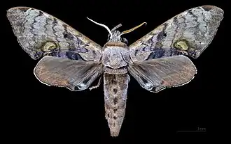 Male dorsal view