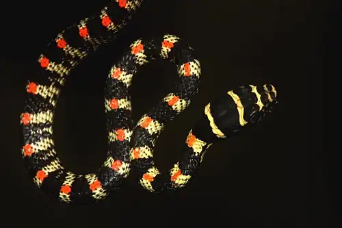 Dorsal view