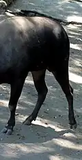 Cloven hooves of a deer