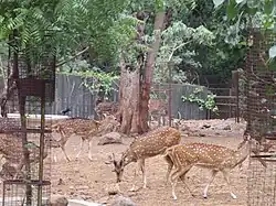 Sika deer