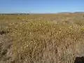 Deinandra bacigalupii near Springtown, Livermore
