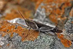 D. axillaris