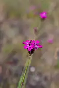 Carthusian pink.