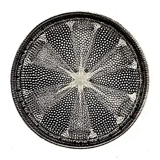 Their protective shells (frustles) are made of silicon.