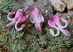 Komakusa (Dicentra peregrina)