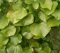 Leaves
