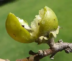 broken green fruit