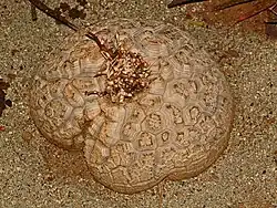Large tuberous stem