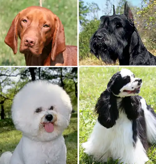 Image 14Montage showing the coat variation of dogs. (from Dog anatomy)