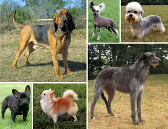 Image 29Montage showing the morphological variation of the dog. (from Dog breed)