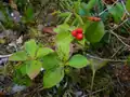 Dogwood Bunchberries in a bog