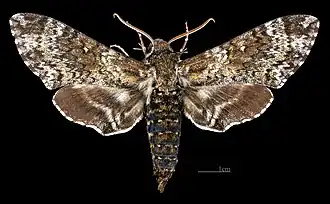 ♂