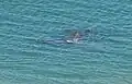 Bottlenose dolphins in Creek Bay - 2010