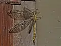 Male