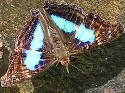 D. l. laurentia male with green proboscis