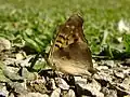 from Brazil - ventral view