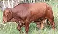 Droughtmaster bull