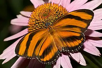 Butterfly Exhibit