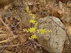 Flowers and buds