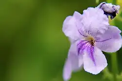 Duranta erecta