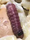 Durian seed borer on durian