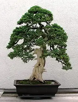 Image 29Informal upright style of bonsai on a juniper tree (from Tree)