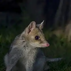 Fawn morph