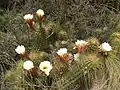 Plants growing in habitat in Mendoza, Argentina
