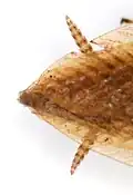 The cerci at the end of the abdomen
