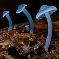 Clitocybula azurea closeup