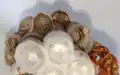 P. s. tamulus egg and larvae