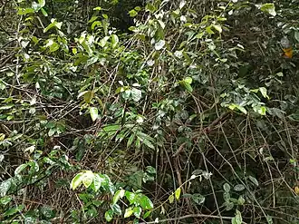 Habit