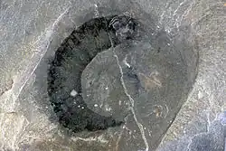 Eldonia ludwigii, Walcott Quarry. About 4 cm long