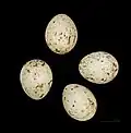 Eggs in MHNT