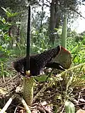 E. spiculatum