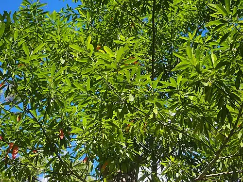 Foliage