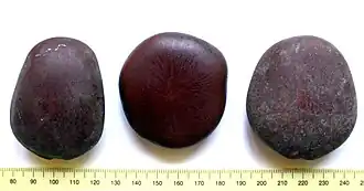 Seeds
