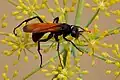 Entypus unifasciatus californicus