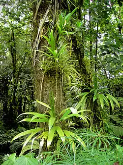 Image 14Rich rainforest habitat in Dominica (from Habitat)