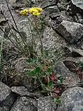 E. umbellatum var. hypoleium (habit, William O. Douglas Wilderness)
