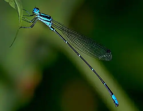 Male
