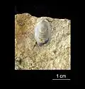 Lingulella lingulaeformis