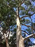 Upper branch bark