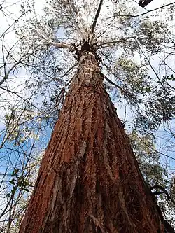 Eucalyptus delegatensis