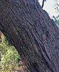 Trunk bark