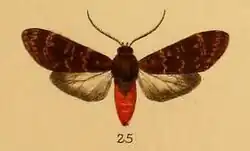Eucereon clementsi